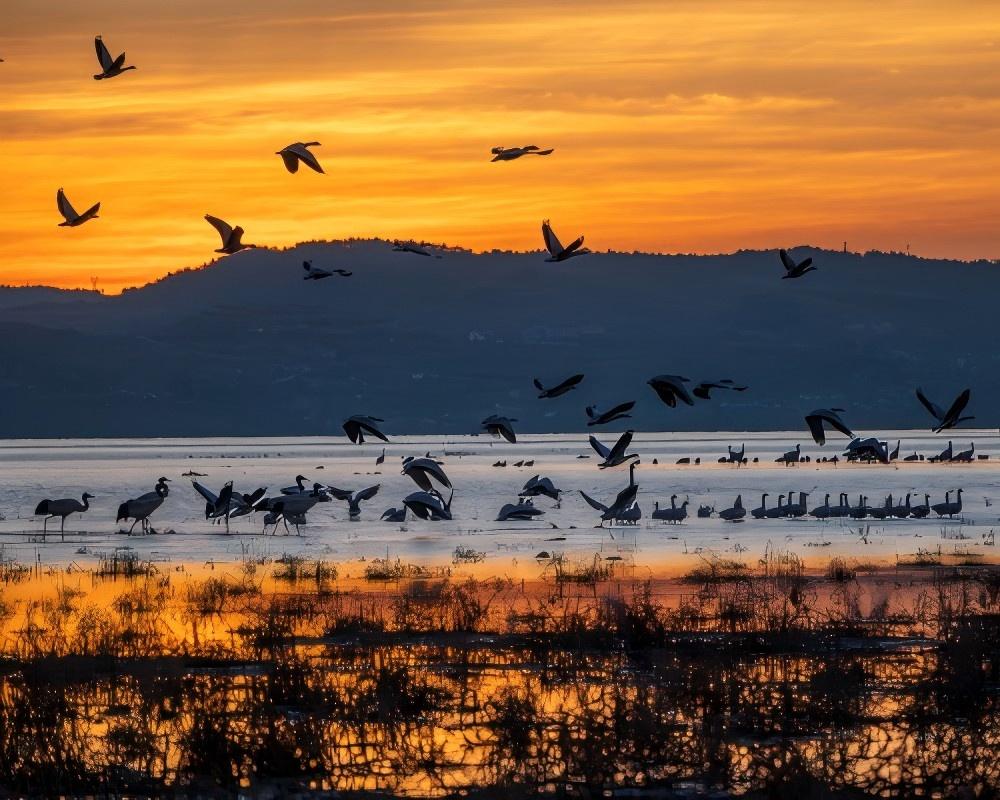 ทะเลทุ่งหญ้าแห่งเวยหนิง